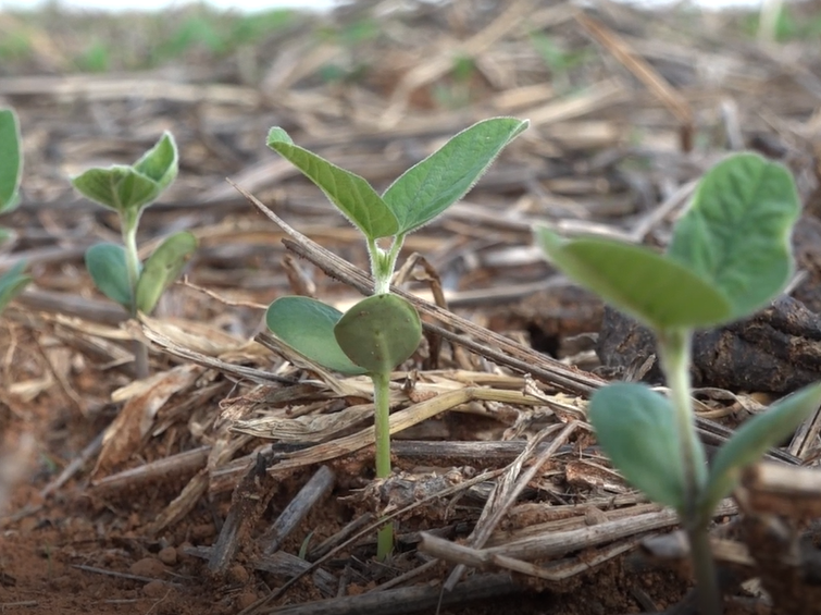 Produtores de Soja Iniciam Semeadura com Alerta sobre La Niña e Controle de Pragas